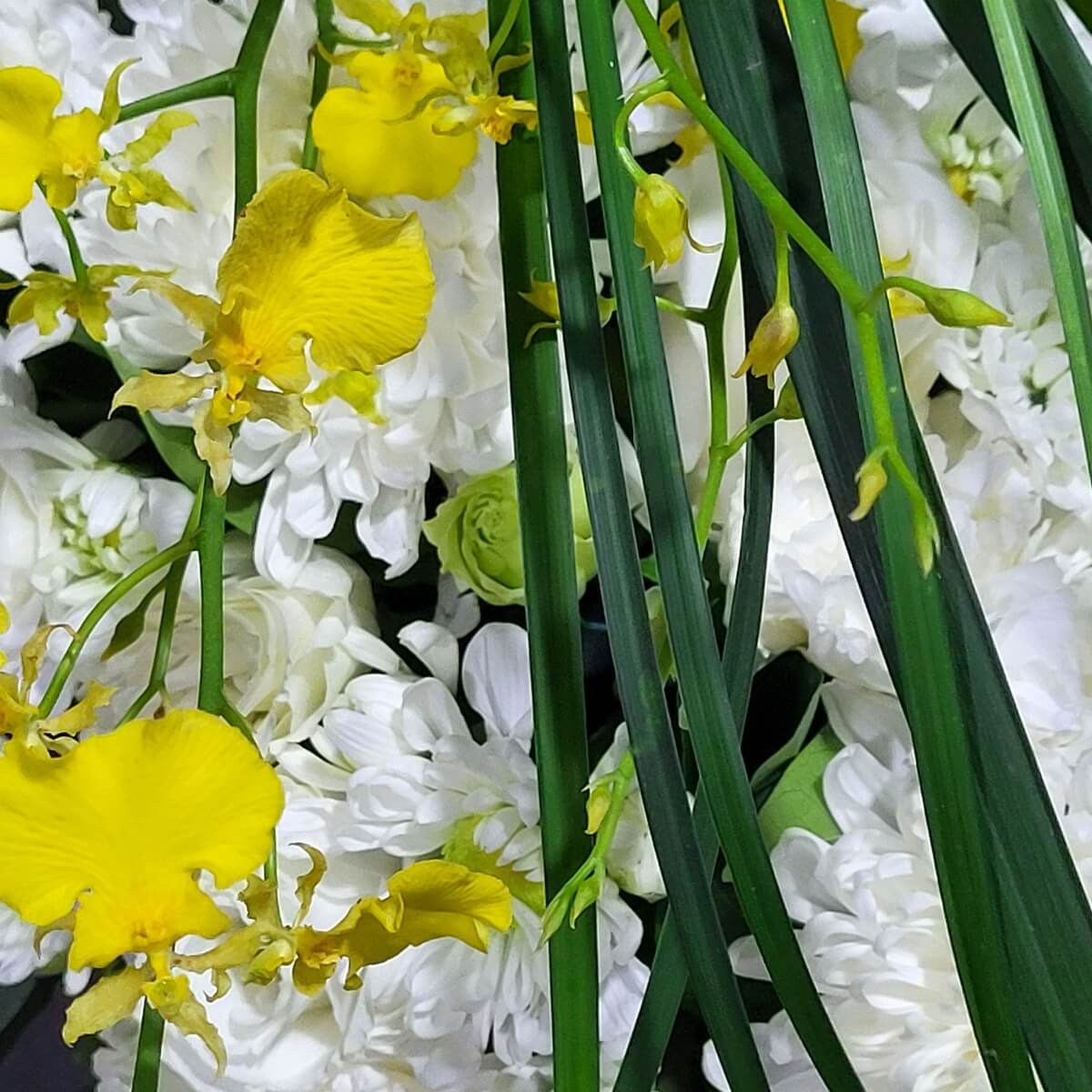 Close-up of yellow dancing-lady orchids cascading over white button chrysanthemums with green foliage. 黃跳舞蘭垂落於白色乒乓菊上方，搭配綠色葉材，展現自然層次感。