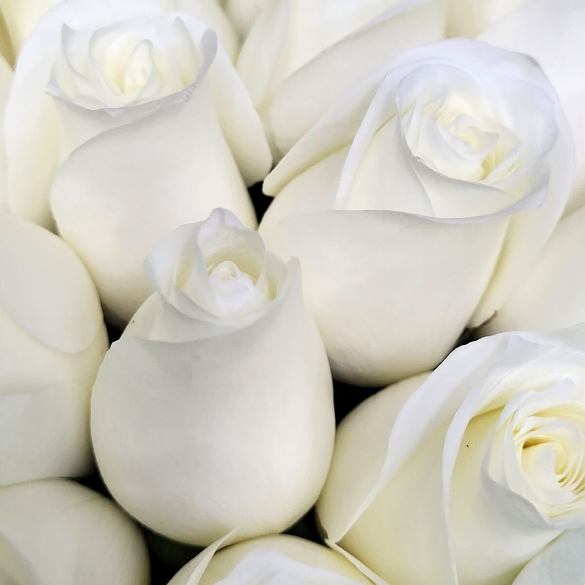 Close-up of fresh white rose buds with velvety petals arranged in a dense cluster - 細緻天鵝絨質感的白玫瑰花苞特寫，密集排列