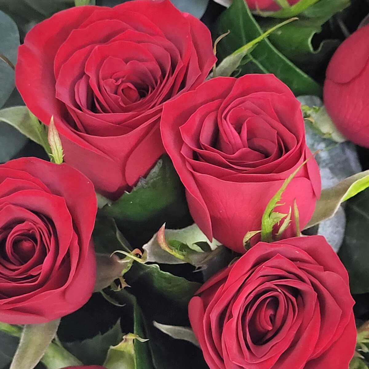 Close-up of velvety deep red roses with tightly layered petals surrounded by lush green foliage | 天鵝絨深紅玫瑰花瓣層層緊密，襯以濃綠葉材特寫，色彩飽滿鮮豔