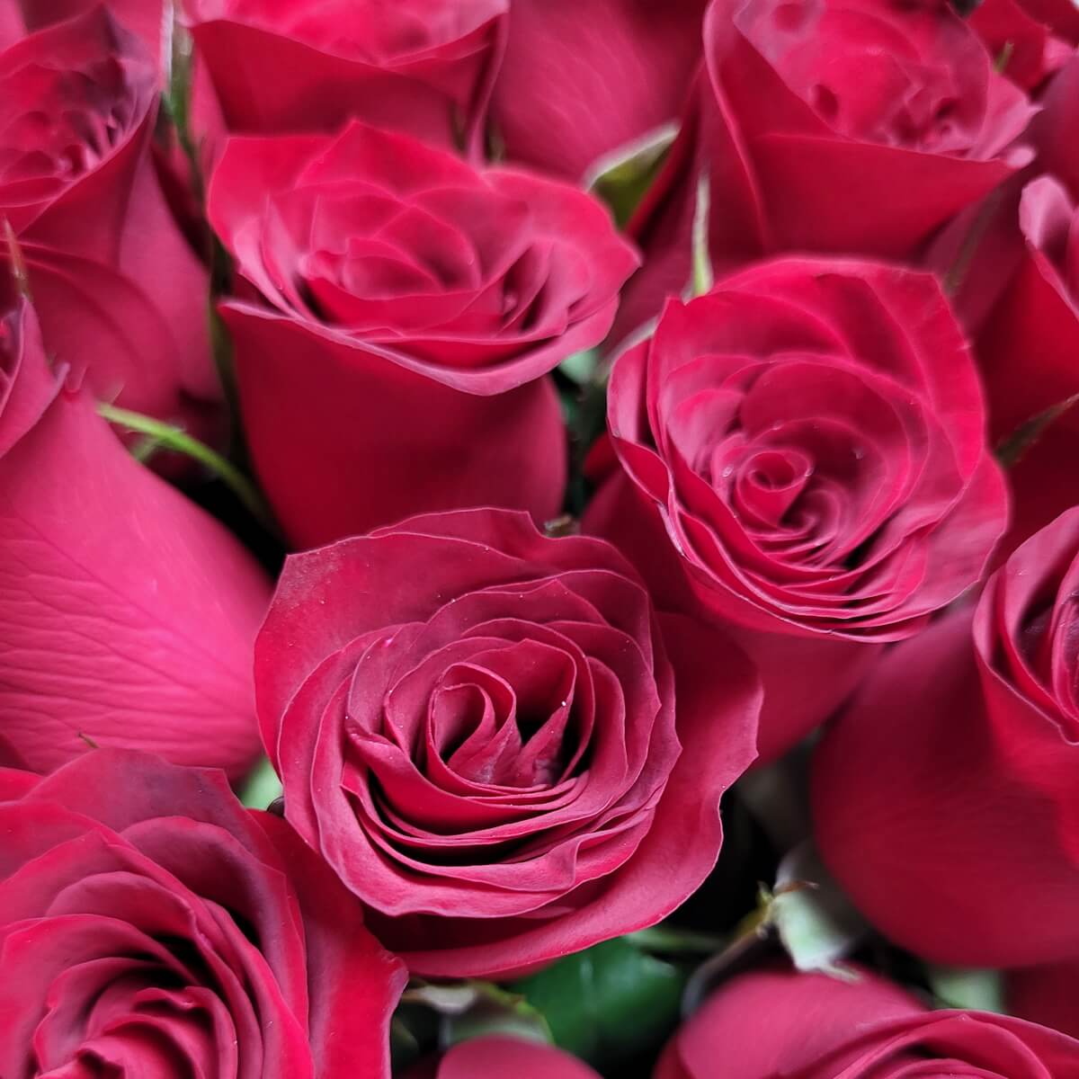 Zoomed-in view of lush crimson roses with spiral petals forming tight rosettes and velvety finishes | 深紅玫瑰花瓣層層旋轉，構成細緻緊密的花心，綻放絲絨質感與濃烈色彩。