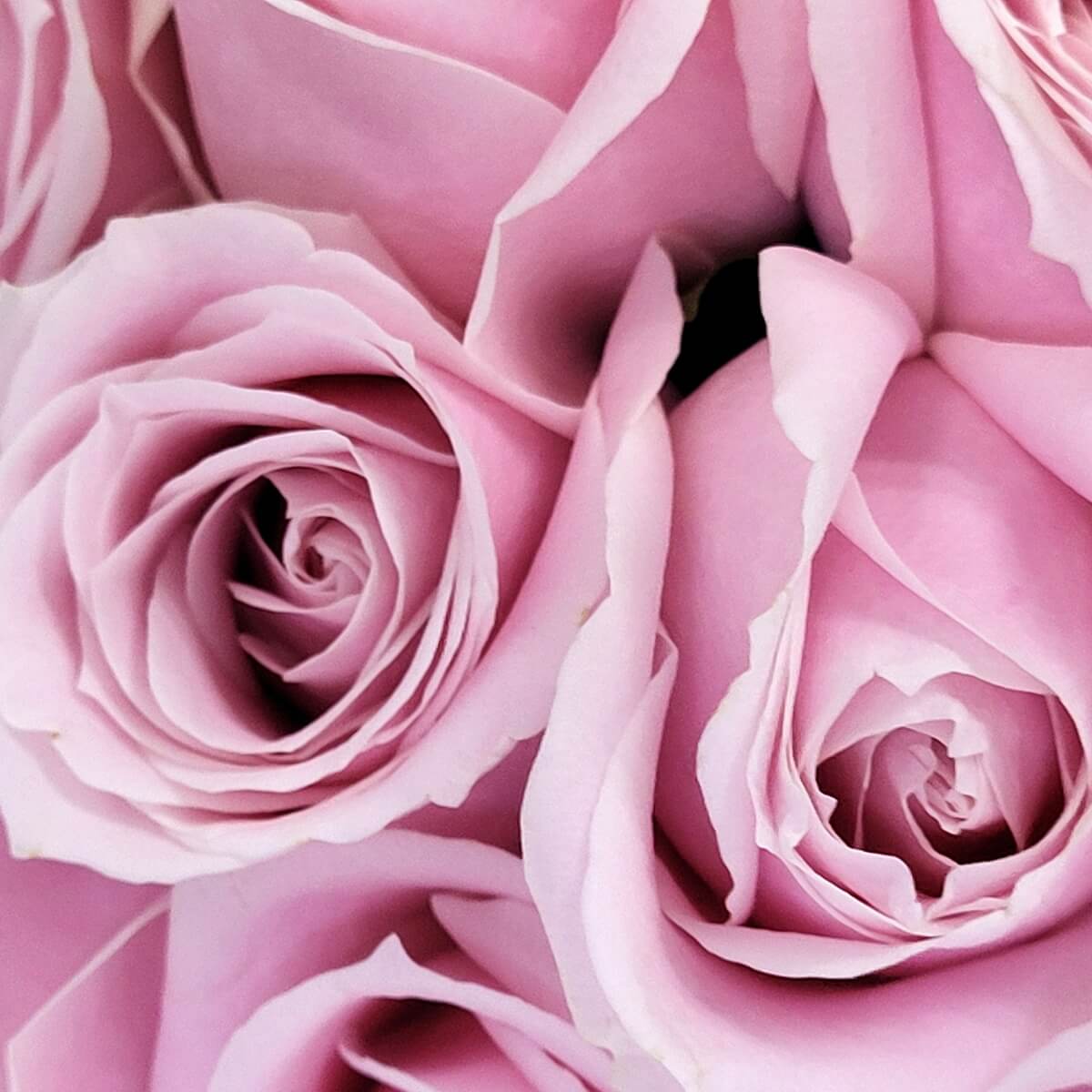 Close-up of pale pink roses with delicate layered petals and velvety texture | 特寫呈現淡粉紅玫瑰，花瓣緊密柔滑，構成細膩花簇層次感。