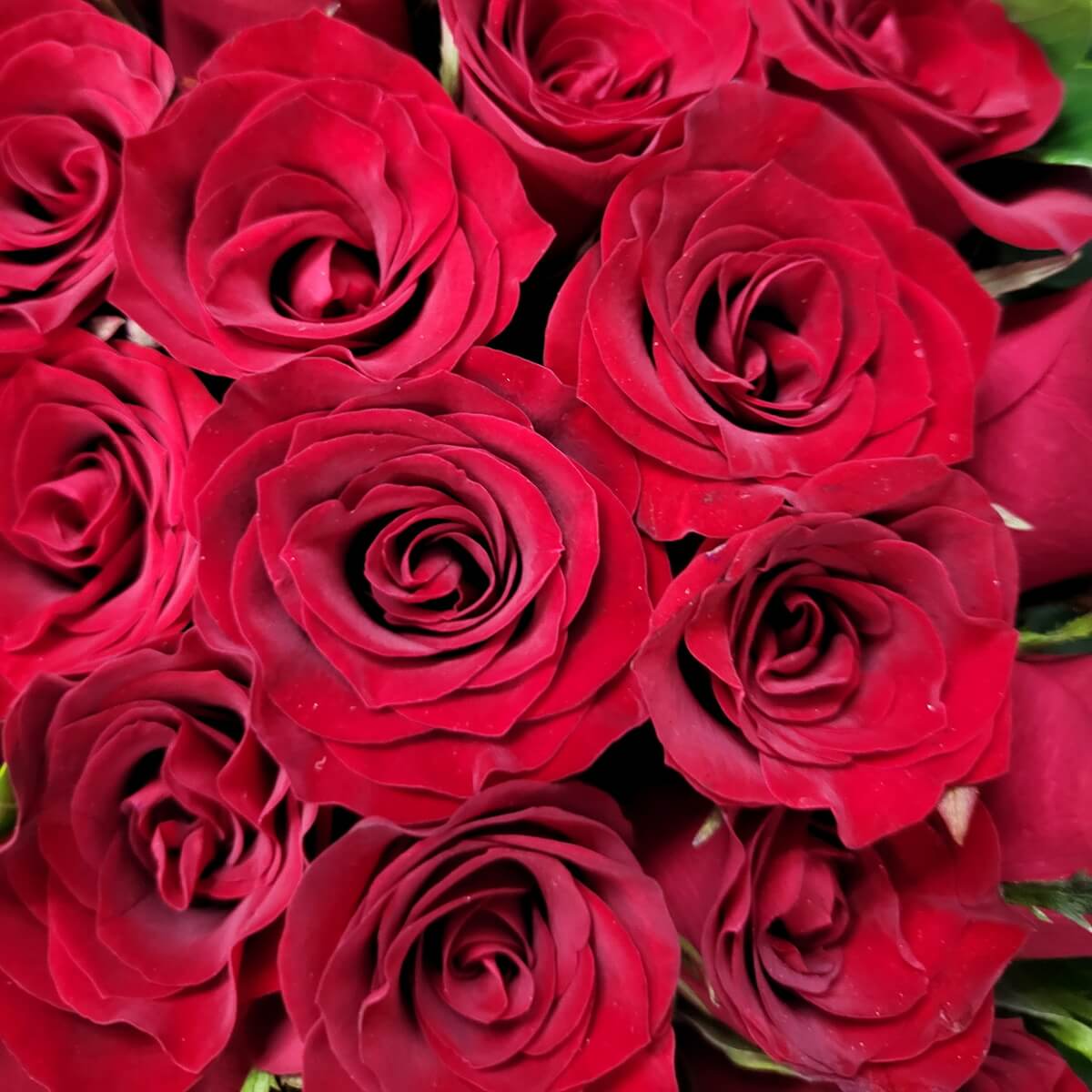 Zoomed-in view of deep red roses with swirling petal formations and dense bloom structure | 深紅玫瑰近拍，旋轉花瓣環環相扣，花形緊實飽滿，展現經典高貴美感。