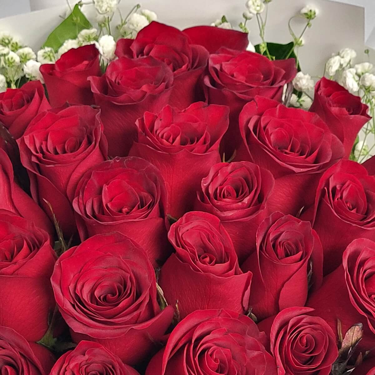 Close-up view of red roses tightly grouped with small white baby's breath accents - 紅玫瑰花緊密排列特寫配白色滿天星點綴