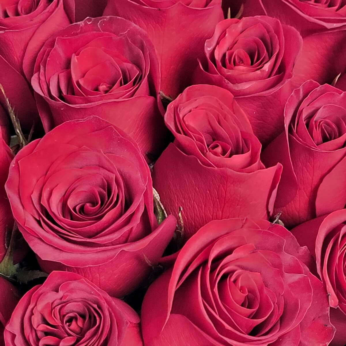 Zoomed-in view of red roses revealing detailed petal layers and natural texture - 紅玫瑰放大特寫展現花瓣層次與自然紋理