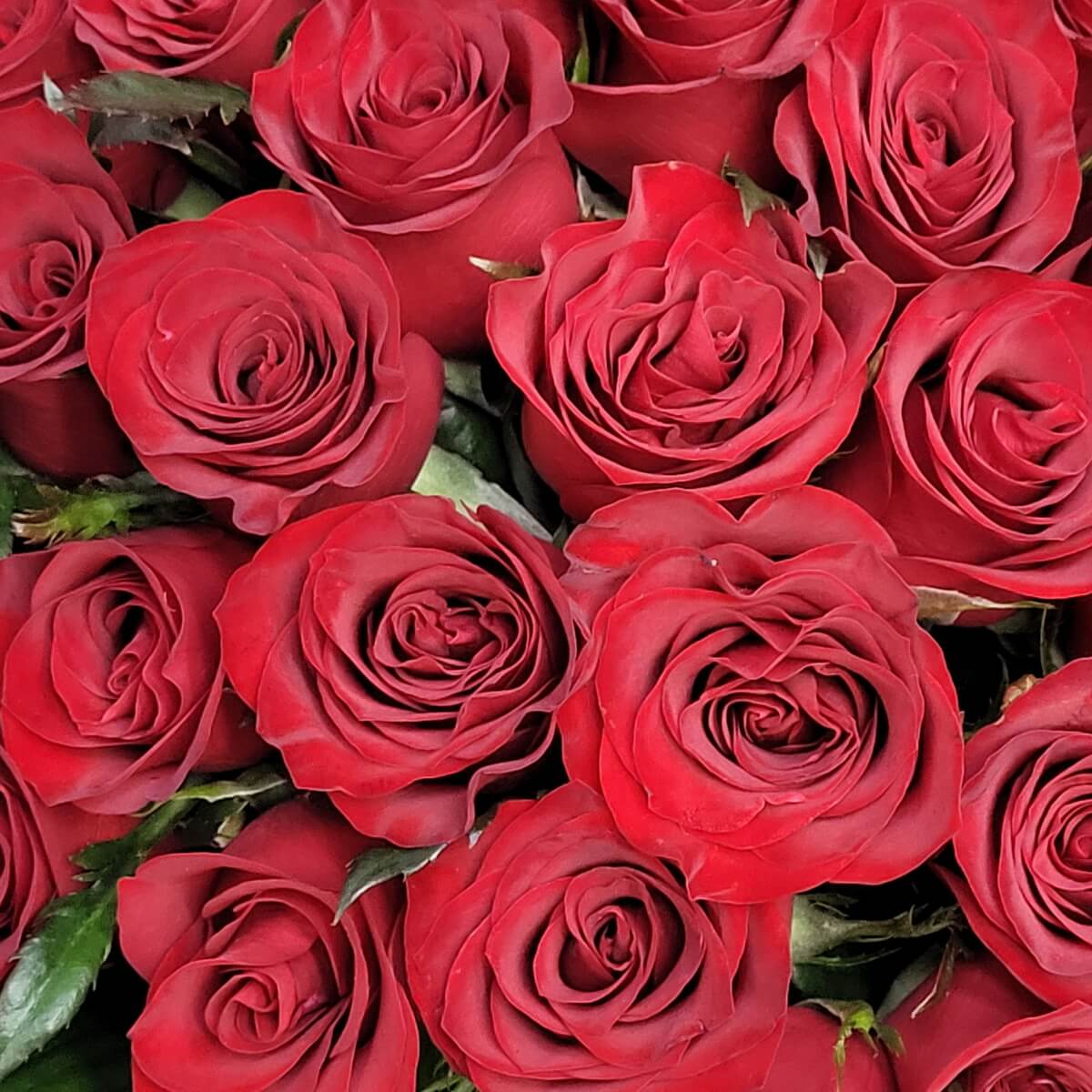 Close-up of deep red roses with velvety, tightly layered petals in a uniform arrangement, complemented by subtle green foliage. 深紅玫瑰排列整齊，花瓣質感柔滑，綠葉若隱若現，提升層次感。