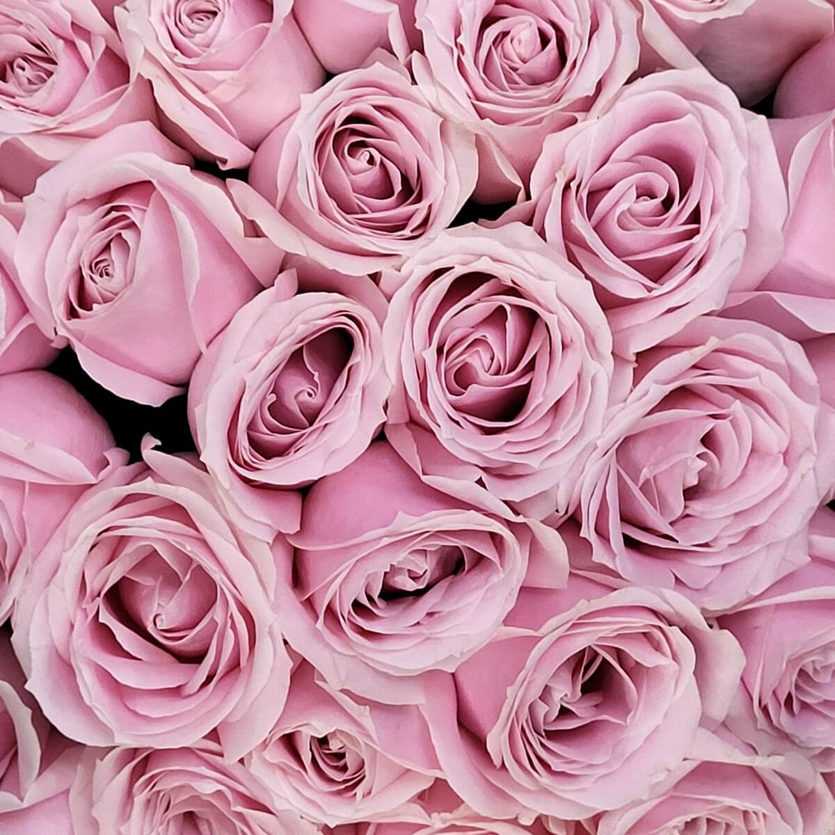 Zoomed-in view of light pink roses in full bloom, showing soft petal spirals and silky texture | 粉色玫瑰綻放特寫，花瓣螺旋展開，絲滑質感清晰可見，花束整齊緊湊。