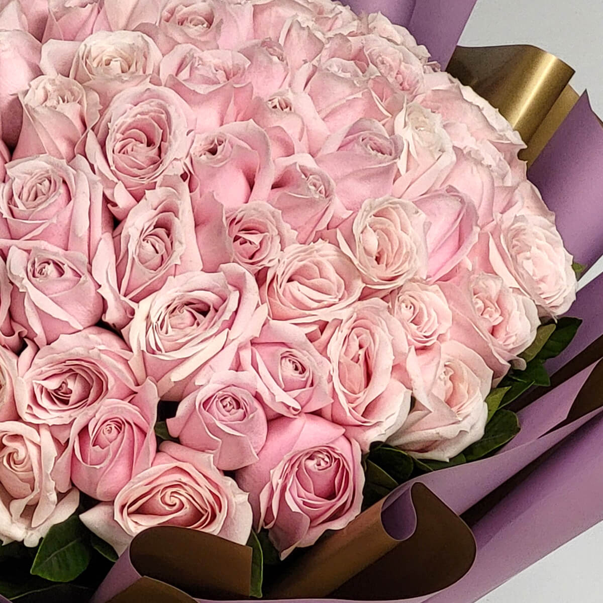 Close-up of densely packed blush pink roses arranged in dome shape, accented with green foliage and layered purple-gold wrapping - 淺粉紅玫瑰圓拱形特寫，排列緊密，配綠葉及紫金分層包裝紙