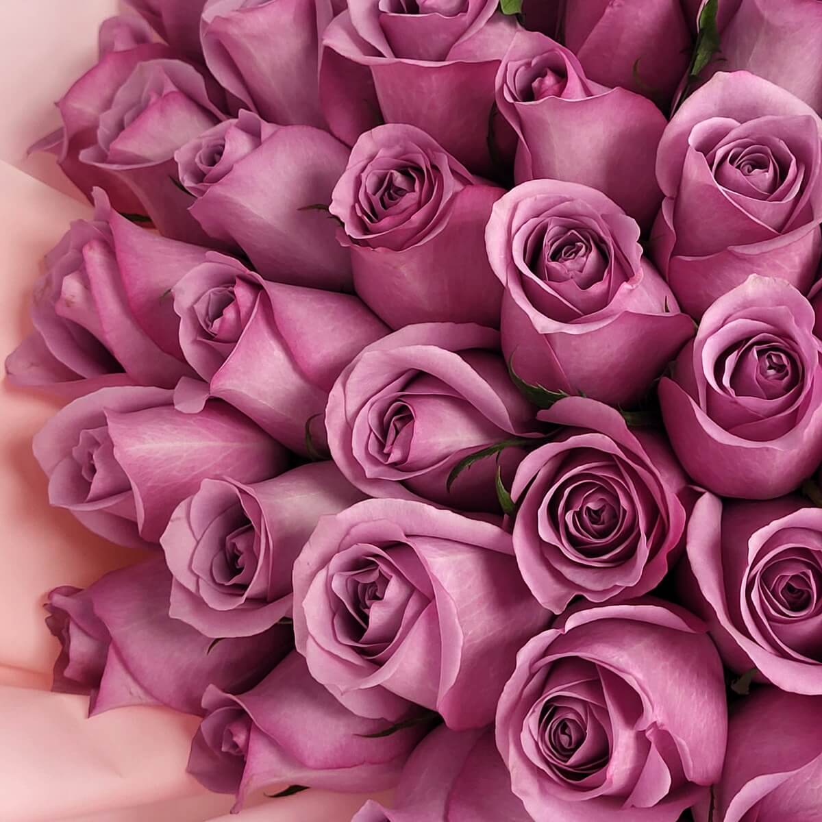 Close-up of tightly arranged purple roses showing petal texture, framed by soft pink wrapping 紫玫瑰緊密排列特寫，花瓣紋理清晰，配柔粉包裝紙