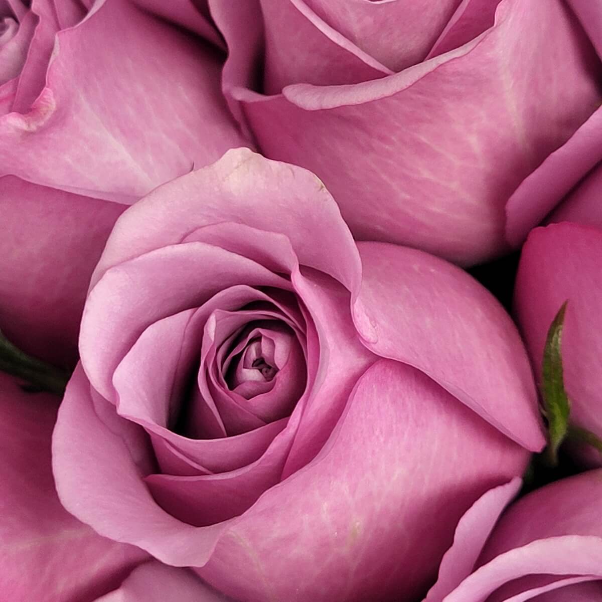 Extreme close-up of a purple rose showing spiral petal structure and soft texture 紫玫瑰極致特寫，展現螺旋花瓣結構及柔滑質感