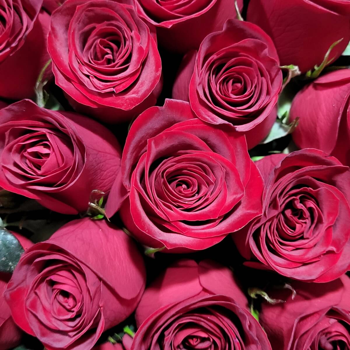 Close-up composition featuring velvety deep red roses with tightly coiled petals and rich texture 層層緊密花瓣構成的絲絨紅玫瑰特寫，質感飽滿細緻