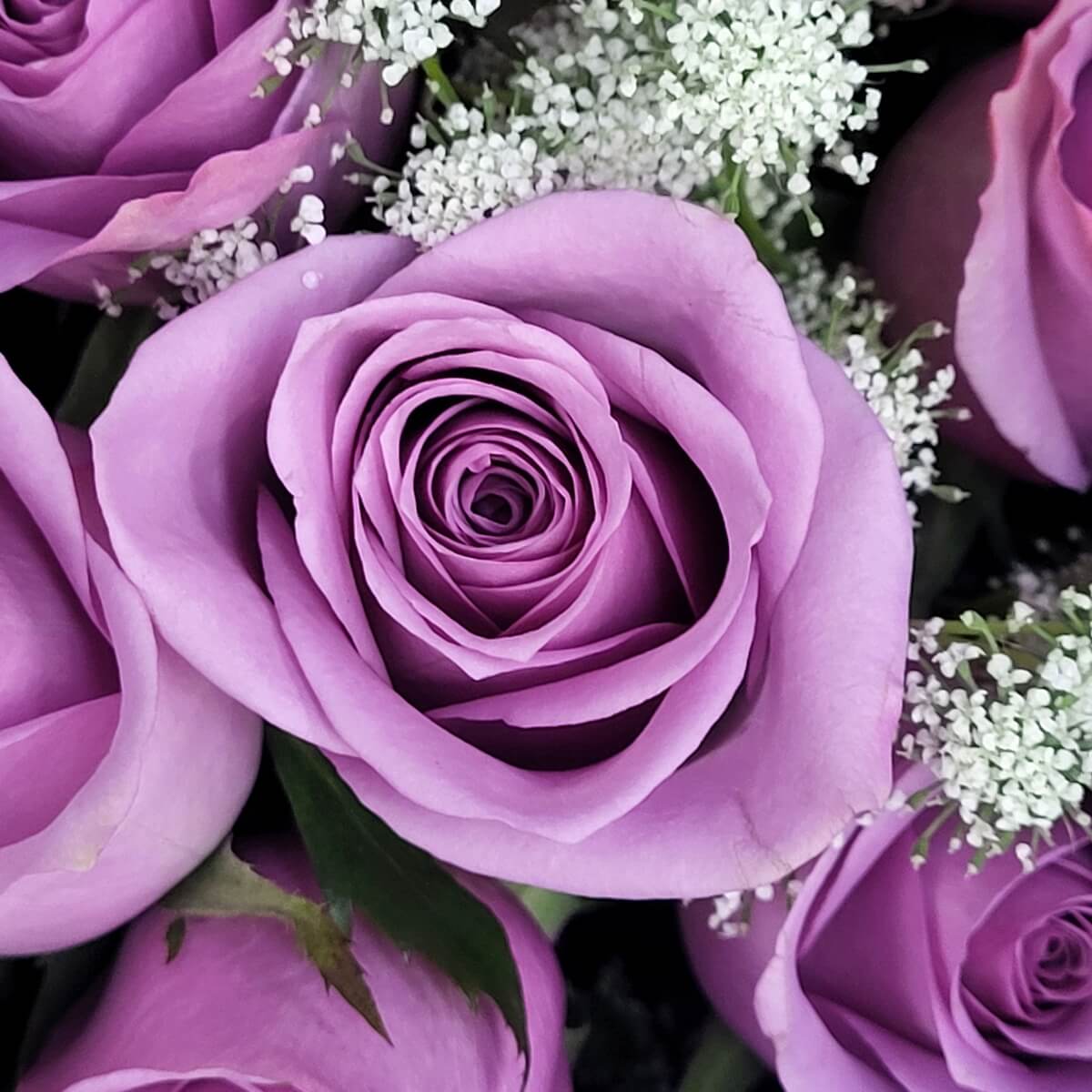 Zoomed-in view of blooming lavender roses with spiraled petals, surrounded by tiny white filler blossoms and rich green foliage | 近距離淡紫玫瑰花心清晰，搭配白色配花與深綠葉襯托優雅層次。