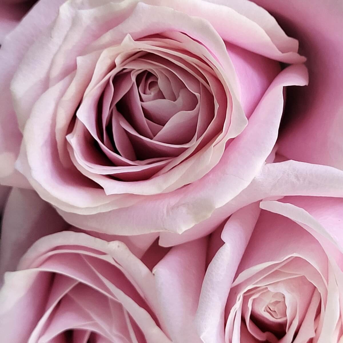 Close-up of dusty pink roses with delicately layered petals and a soft velvety texture | 霧粉玫瑰花瓣層層疊疊，質感柔滑細膩特寫，色調優雅溫柔