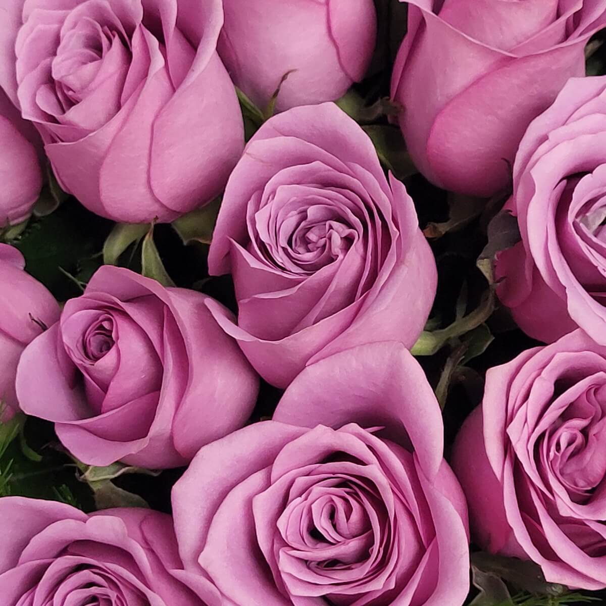 Zoomed-in view of lilac roses with gently curled petals in a tight cluster, rich in texture and hue | 淡紫色玫瑰近距離特寫，花瓣層層疊起，排列緊湊，色澤細膩，花形精緻典雅。