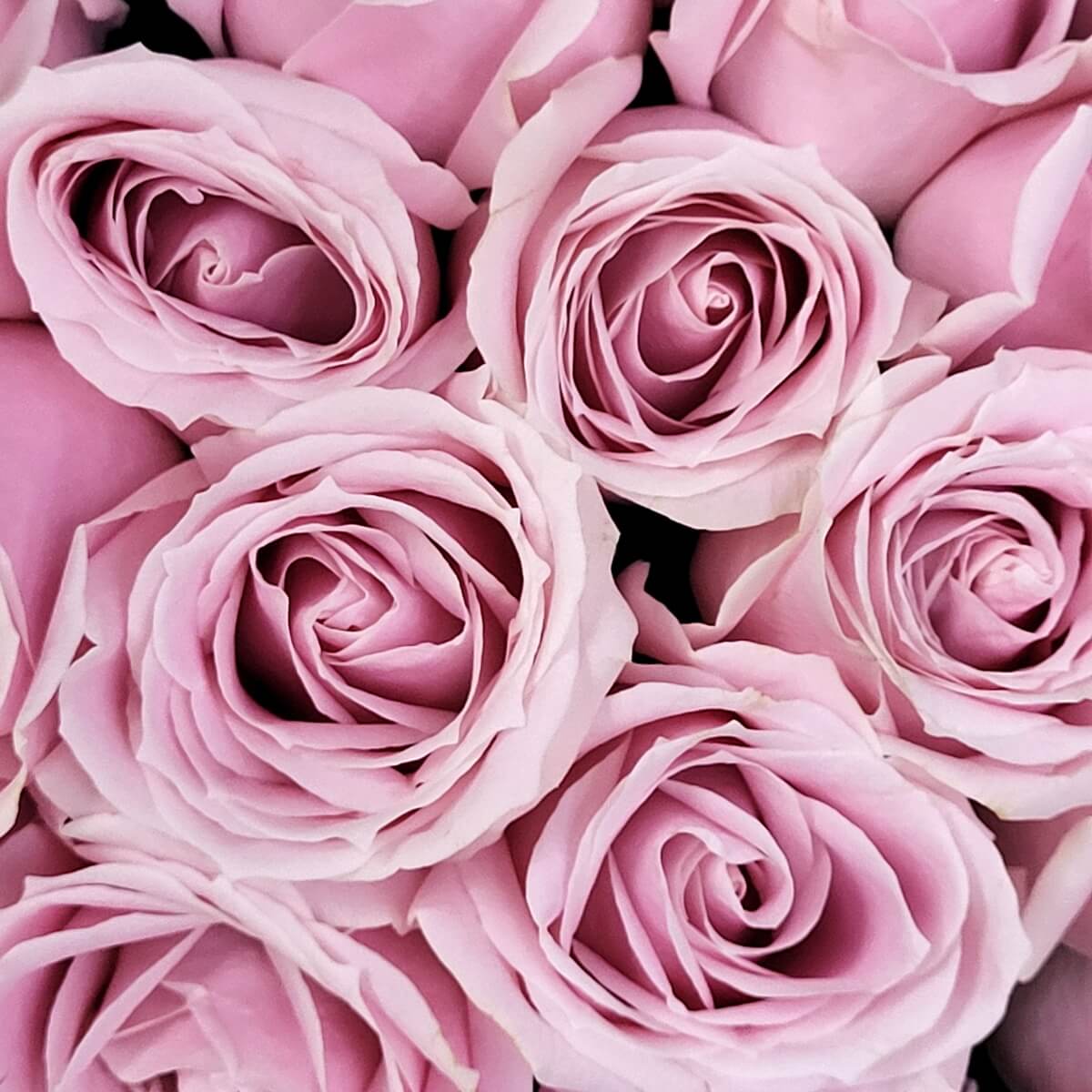 Detailed view of pale pink roses with tightly wrapped spiral petals, arranged in a compact, full cluster | 粉色玫瑰特寫，花瓣螺旋層疊包裹，排列緊湊飽滿，展現柔和甜美的氛圍。
