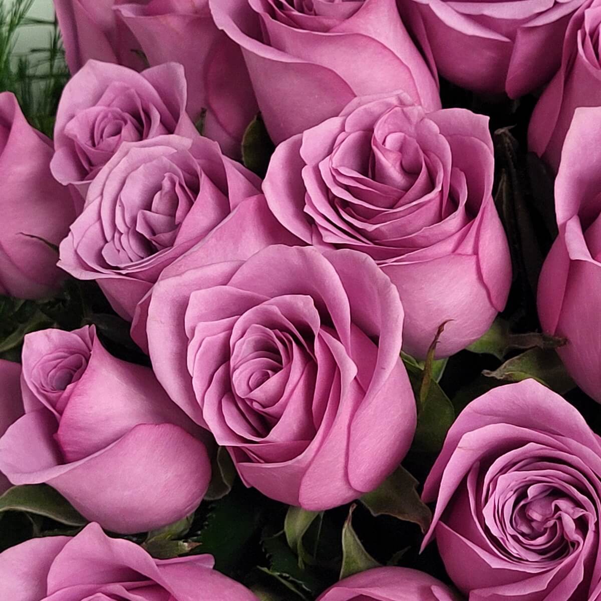 Detailed view of blooming lavender roses with lush spiral petals and soft textures, arranged in a clustered formation | 淡紫玫瑰特寫，螺旋花瓣層層堆疊，柔滑花質濃密排列，散發高雅氛圍。