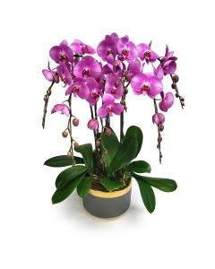 Deluxe Pink Orchids