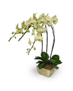 Mini Green Orchids 15 