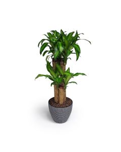 Dracaena Fragrans