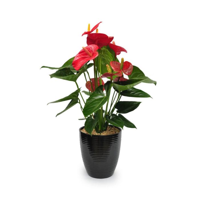 Potted Anthurium 21S indoor plant