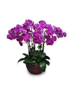 Grand Phalaenopsis orchid plant